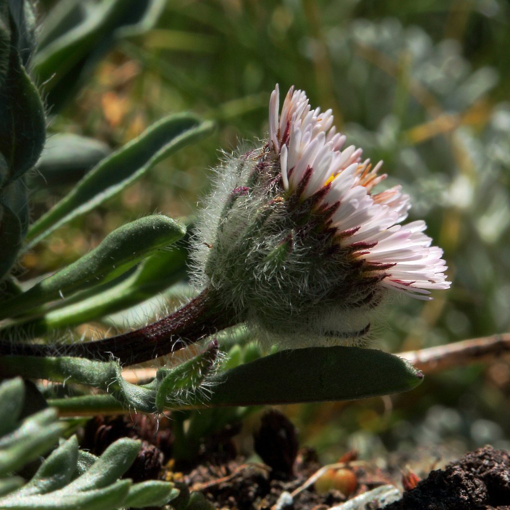 Erigeron uniflorus (One-flowered Fleabane)