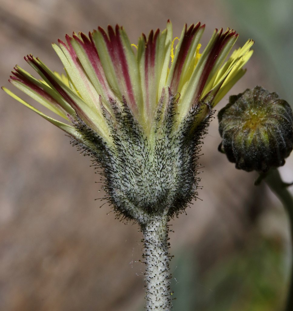 Hieracium pilosella (Mouse-ear Hawkweed)