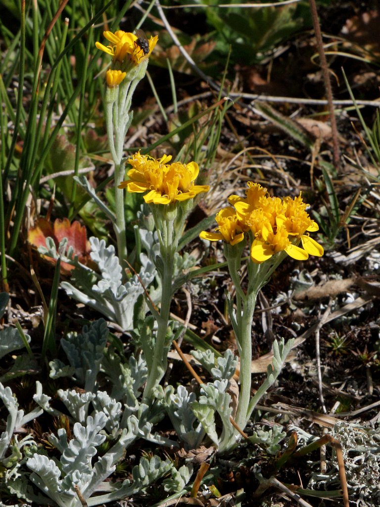 Senecio incanus s.s. (Hoary Groundsel)