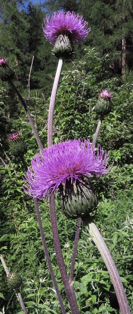 Cirsium Helenioides (Melancholy Thistle)