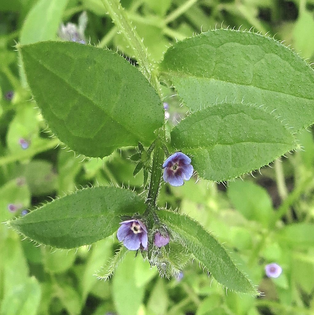 Asperugo procumbens (Madwort)