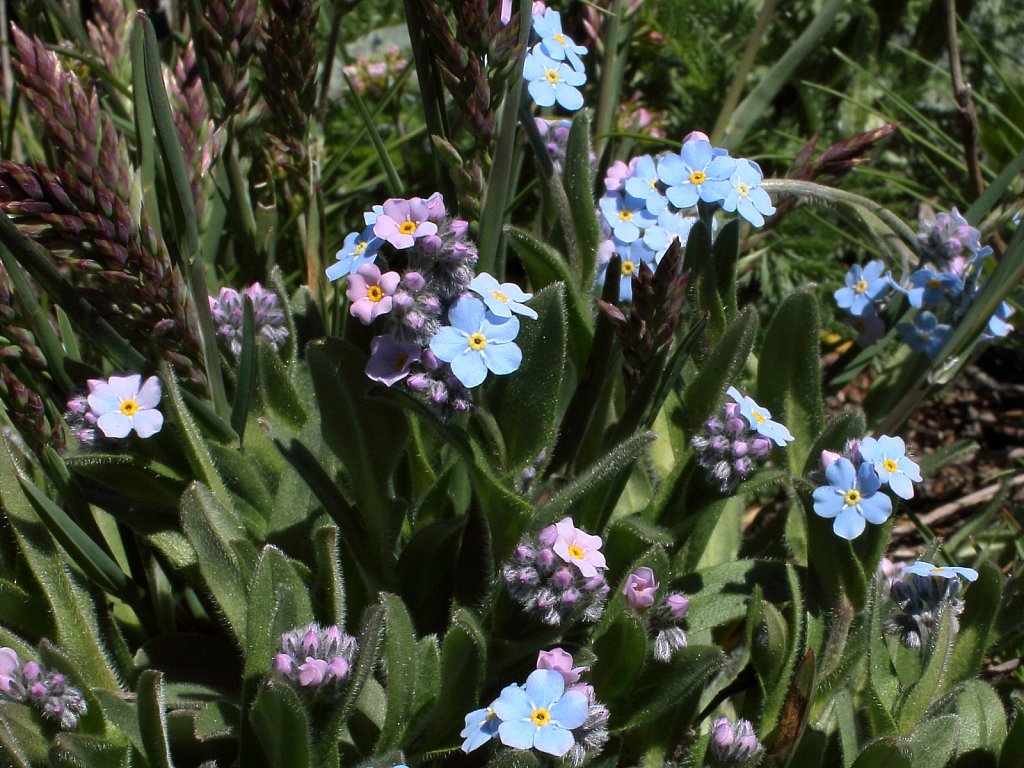 Myosotis alpestris (Alpine Forget-me-not)