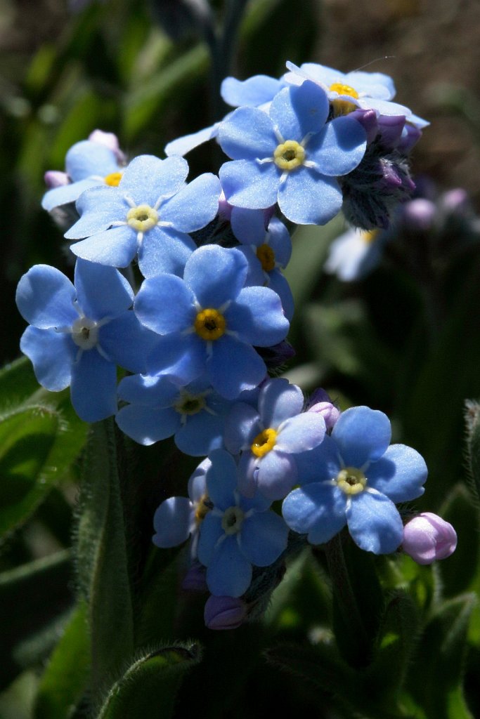 Myosotis alpestris (Alpine Forget-me-not)