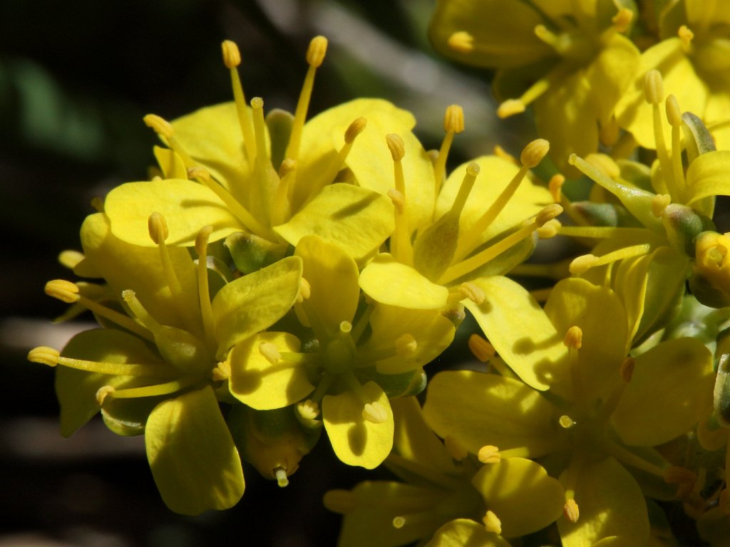 Draba aizoides (Yellow Whitlowgrass)