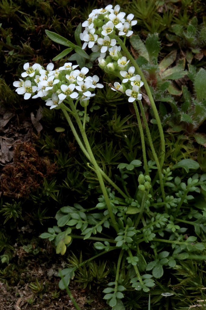 Pritzelago alpina ssp brevicaulis (Alpine Hutchinsia)