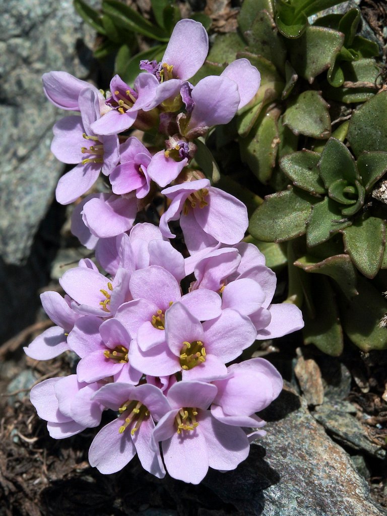 Thlaspi rotundifolium ssp corymbosum (Round-leaved Penny-cress)