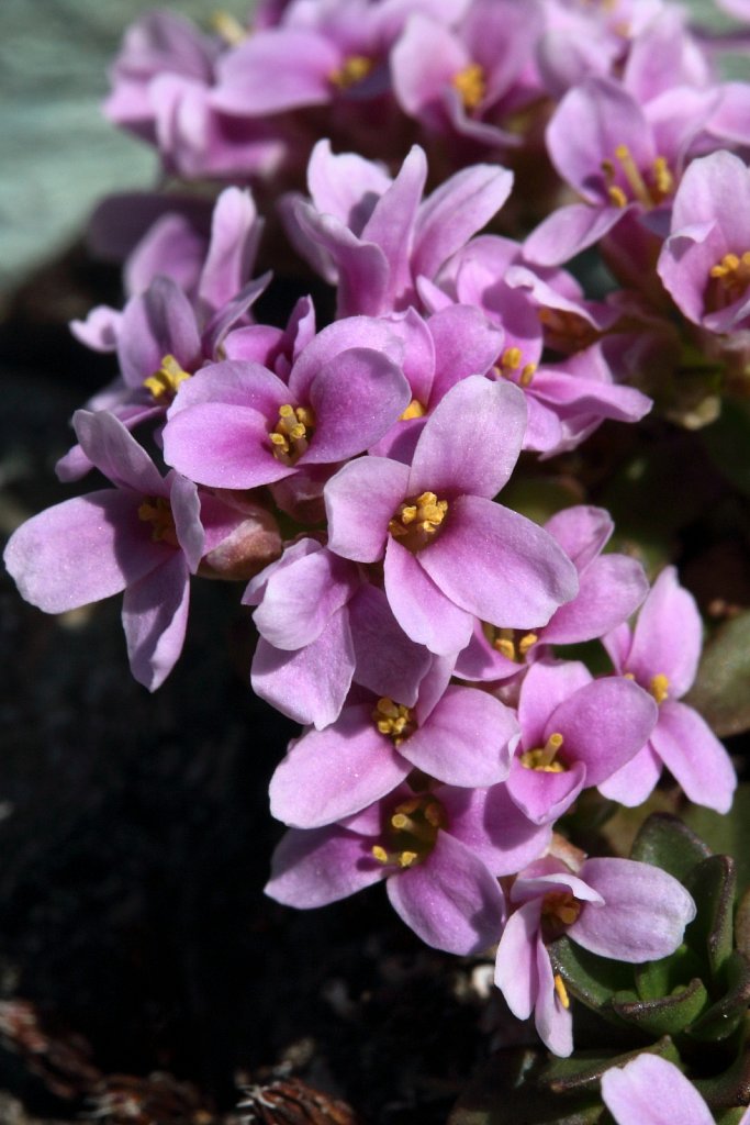 Thlaspi rotundifolium ssp corymbosum (Round-leaved Penny-cress)