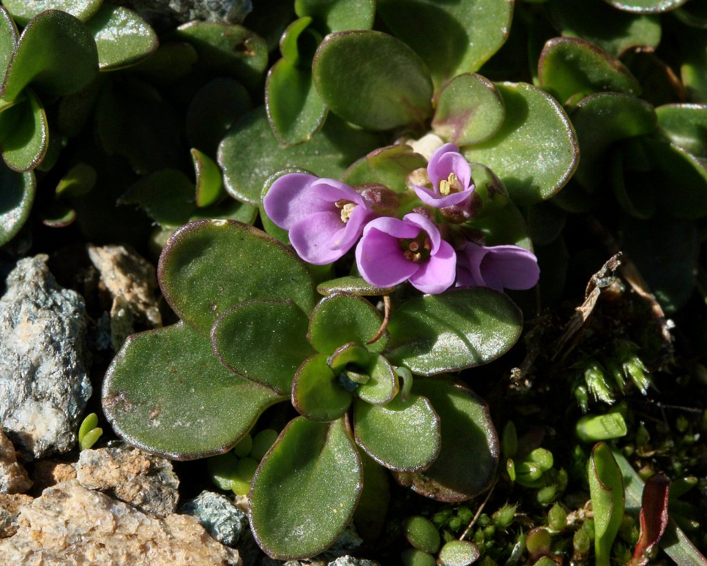 Thlaspi rotundifolium ssp corymbosum (Round-leaved Penny-cress)