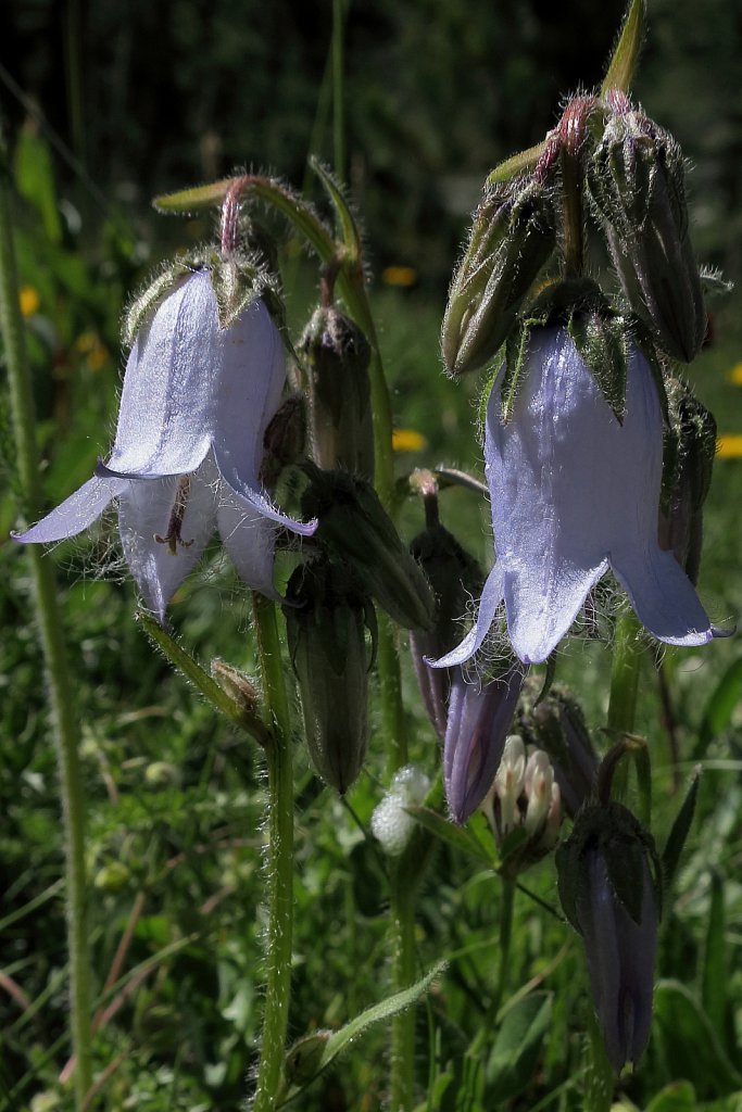 Campanula barbata (Bearded Bellflower)