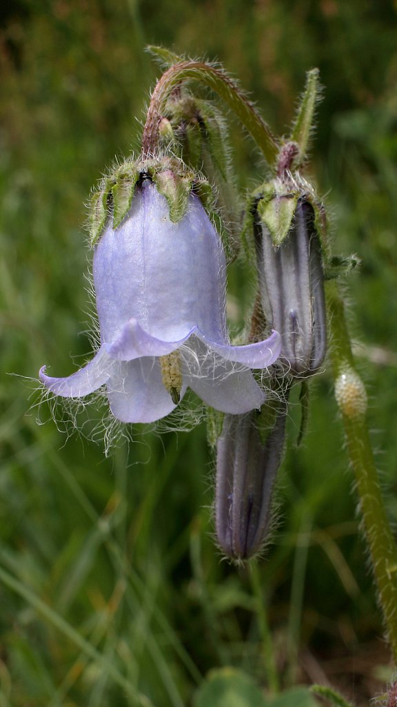 Campanula barbata (Bearded Bellflower)