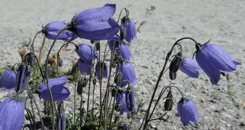 Campanula cochleariifolia (Small Belflower)