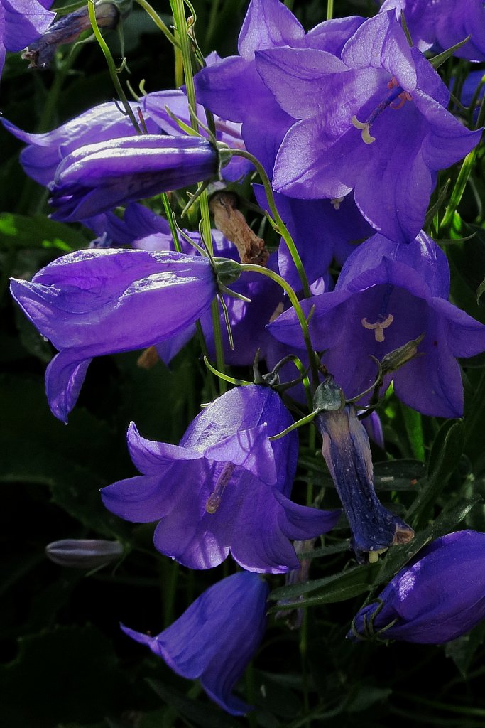 Campanula rhomboidalis (Rhomboid-leaved Bellflower)