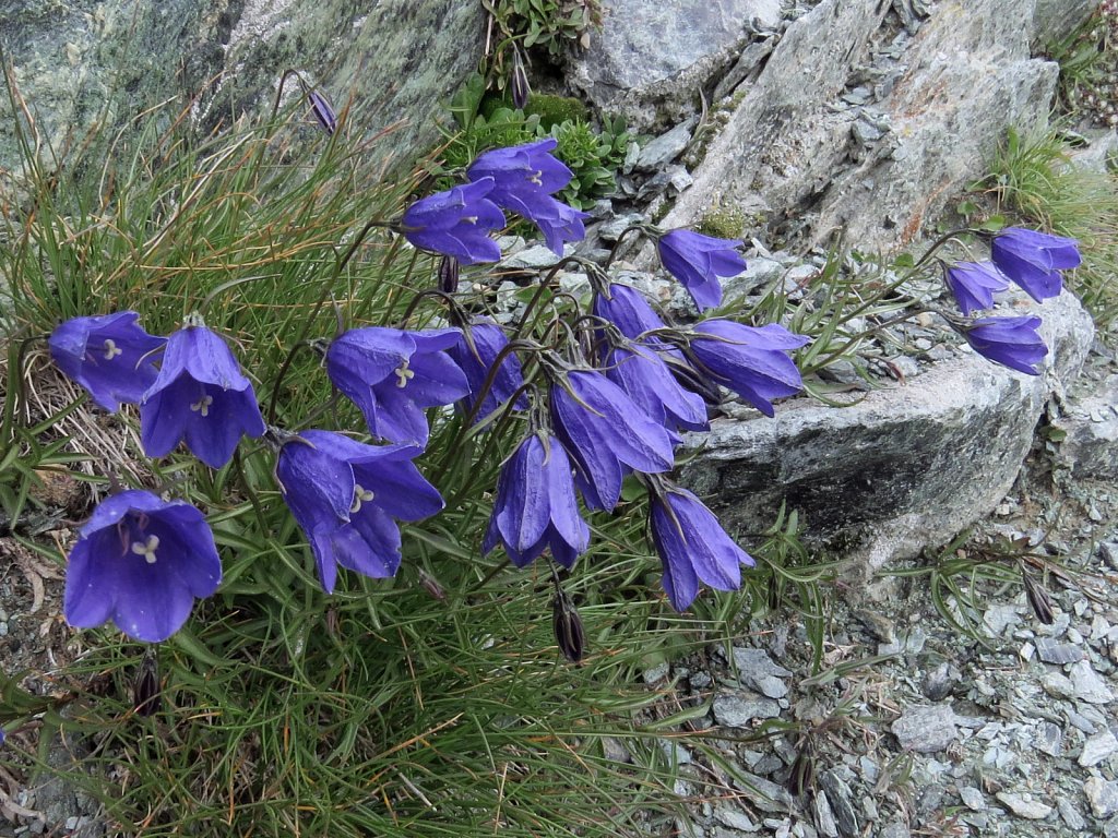 Campanula scheuchzeri (Scheuchzer's Bellflower)