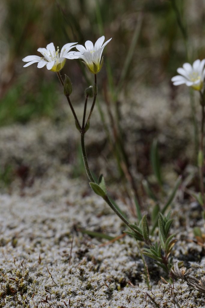 Cerastium arvense (Field Mouse-ear)