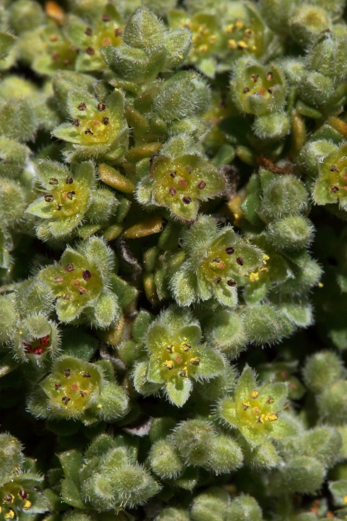 Herniaria alpina (Alpine Rupturewort)