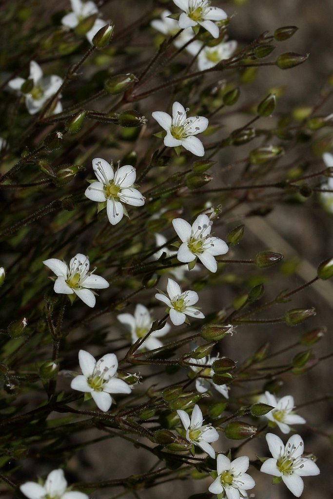 Minuartia verna (Spring Sandwort)