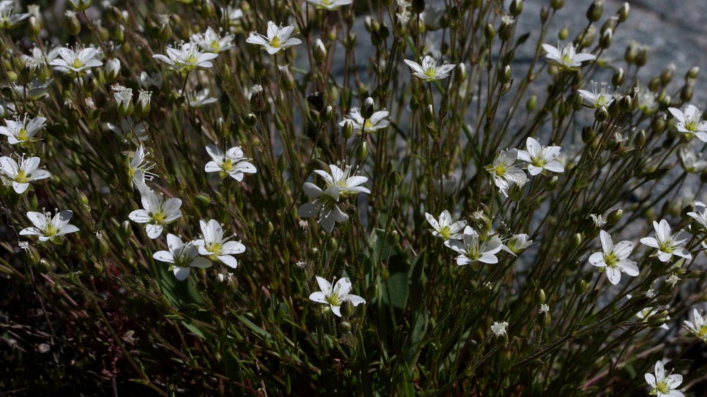 Minuartia verna (Spring Sandwort)