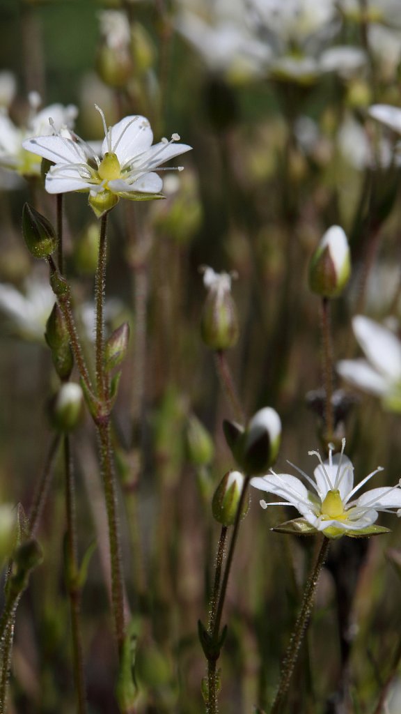 Minuartia verna (Spring Sandwort)