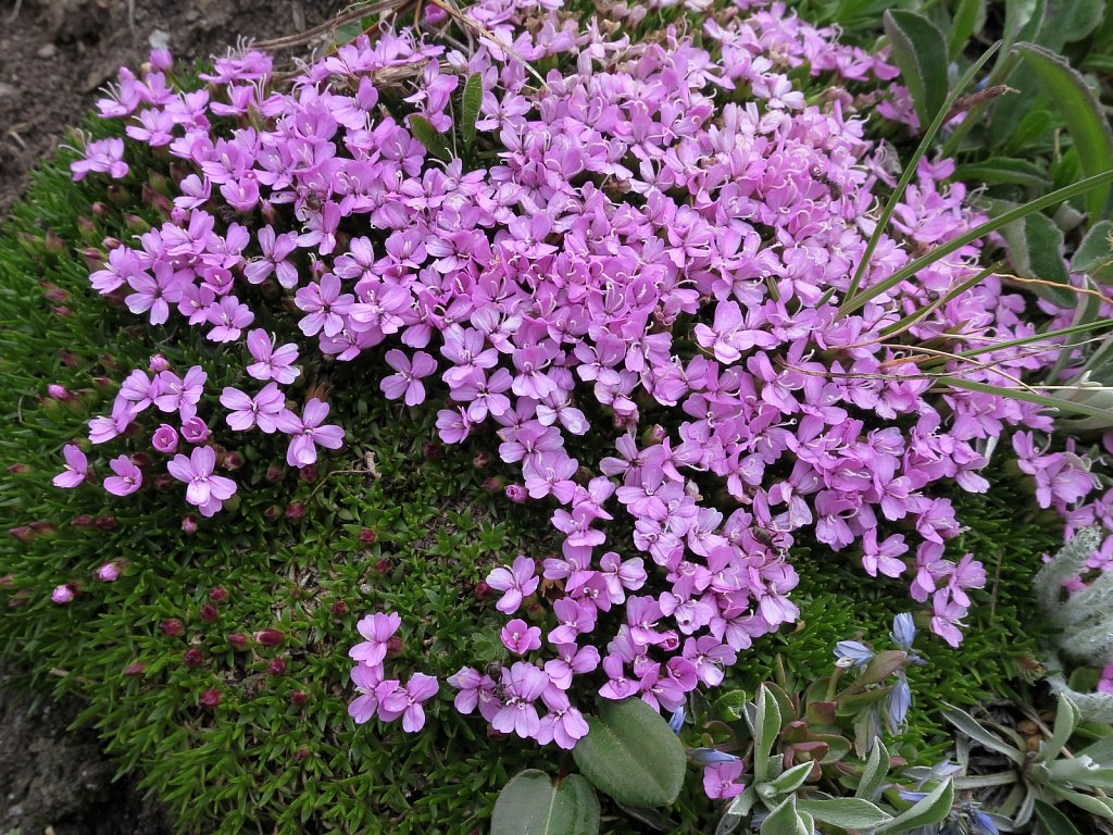 Silene exscapa (Scapeless Moss Campion)