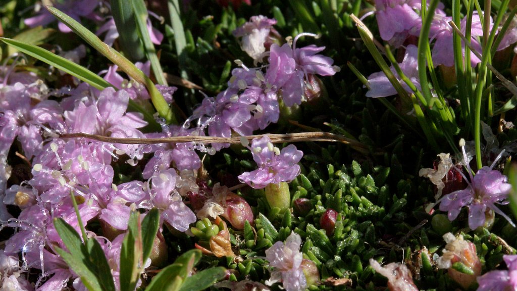 Silene exscapa (Scapeless Moss Campion)