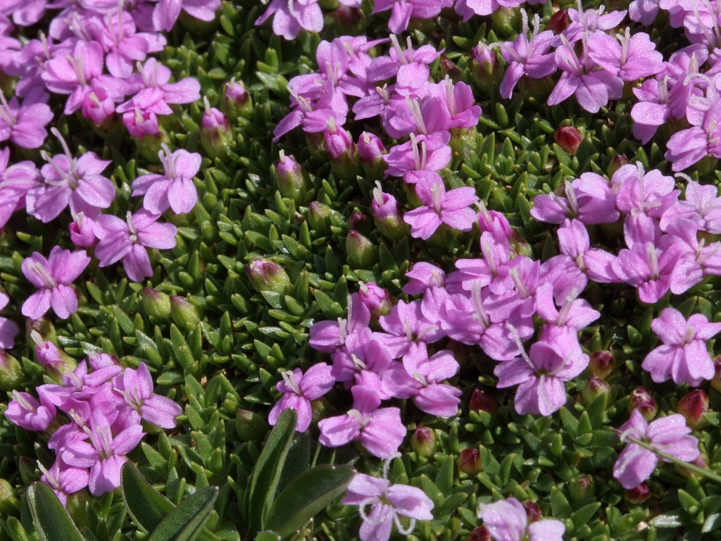 Silene exscapa (Scapeless Moss Campion)