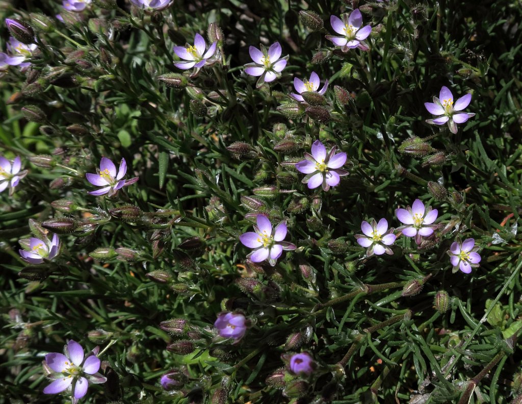 Spergula rubra (Sand Spurrey)