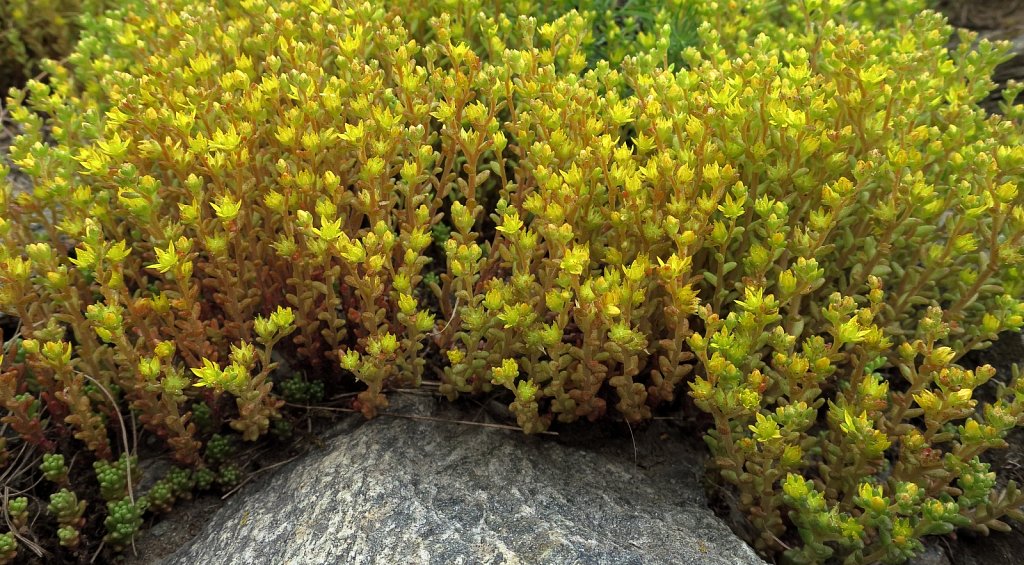 Sedum alpestre (Alpine Stonecrop)