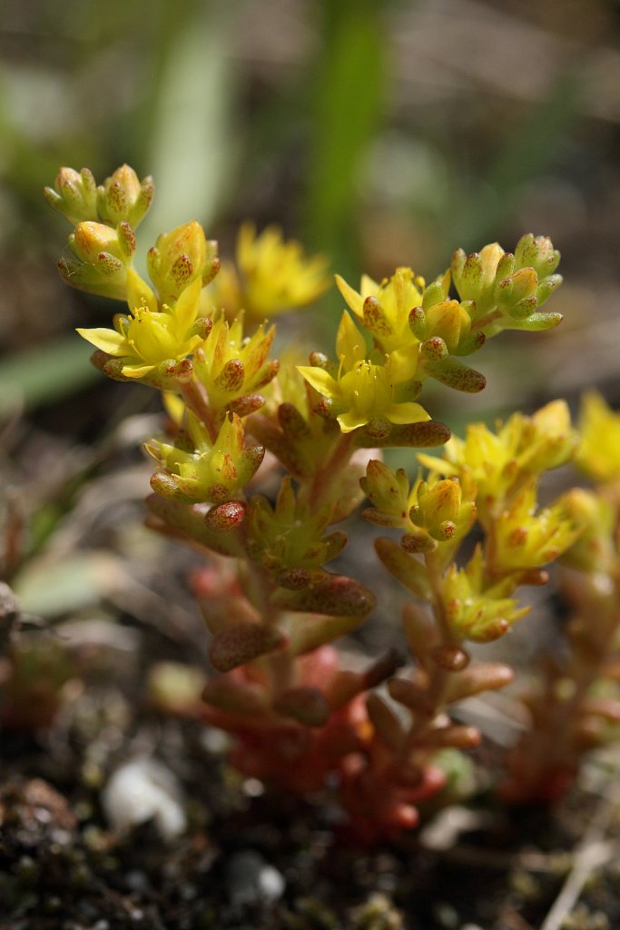 Sedum annuum (Annual Stonecrop)