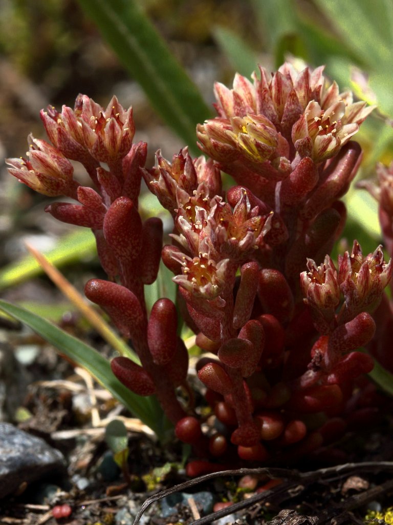 Sedum atratum (Dark Stonecrop)