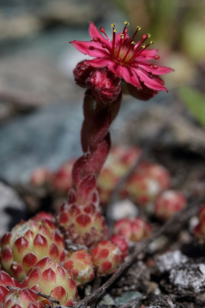 Sempervivum arachnoideum (Cobweb House-leek)