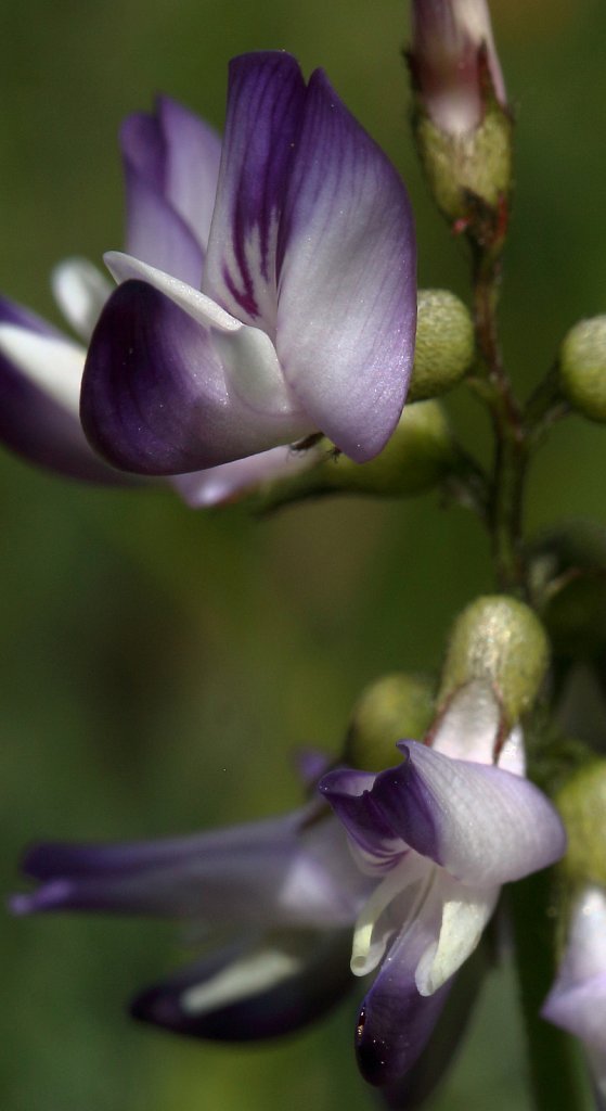 Astragalus alpinus (Alpine Milk-vetch)