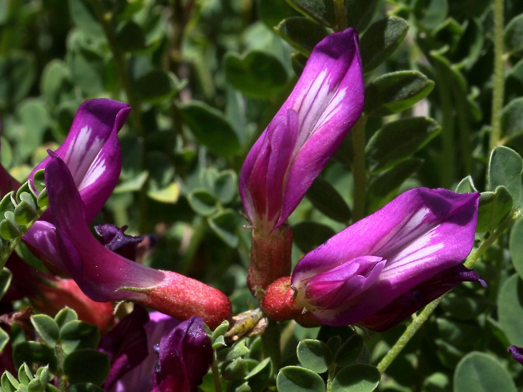 Astragalus monspessulanus (Montpellier Milk-vetch)