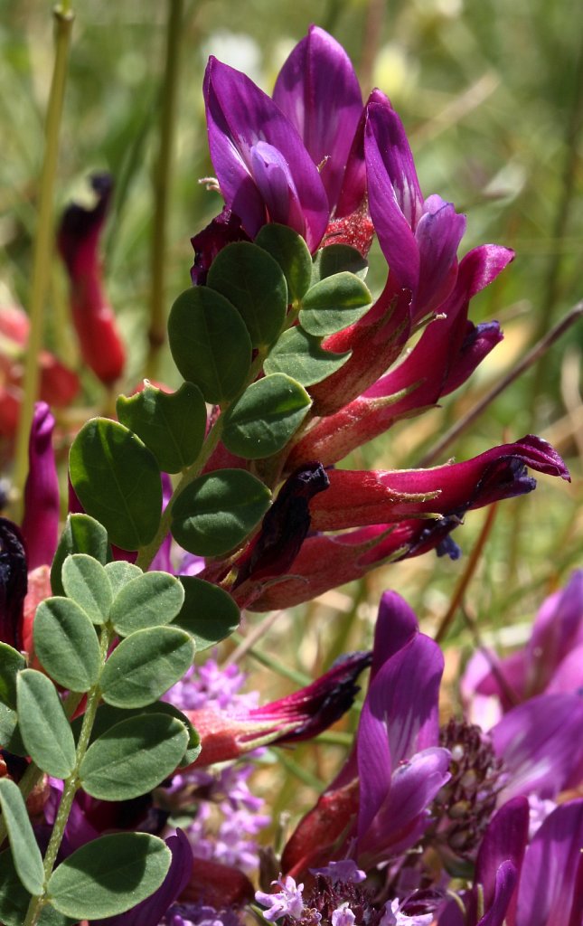 Astragalus monspessulanus (Montpellier Milk-vetch)