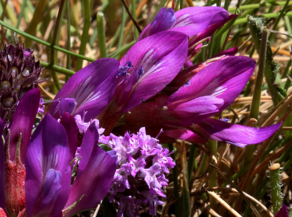 Astragalus monspessulanus (Montpellier Milk-vetch)