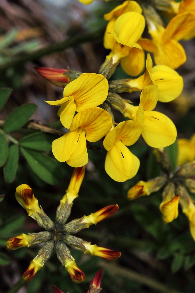 Hippocrepis comosa (Horseshoe Vetch)