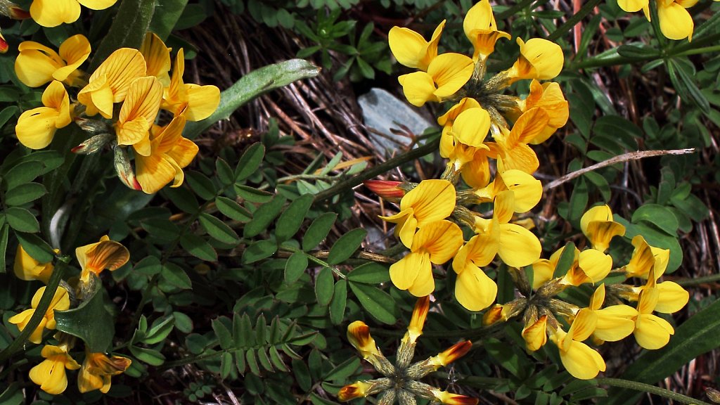 Hippocrepis comosa (Horseshoe Vetch)