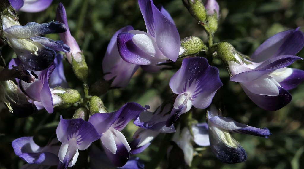 Astragalus alpinus (Alpine Milk-vetch)