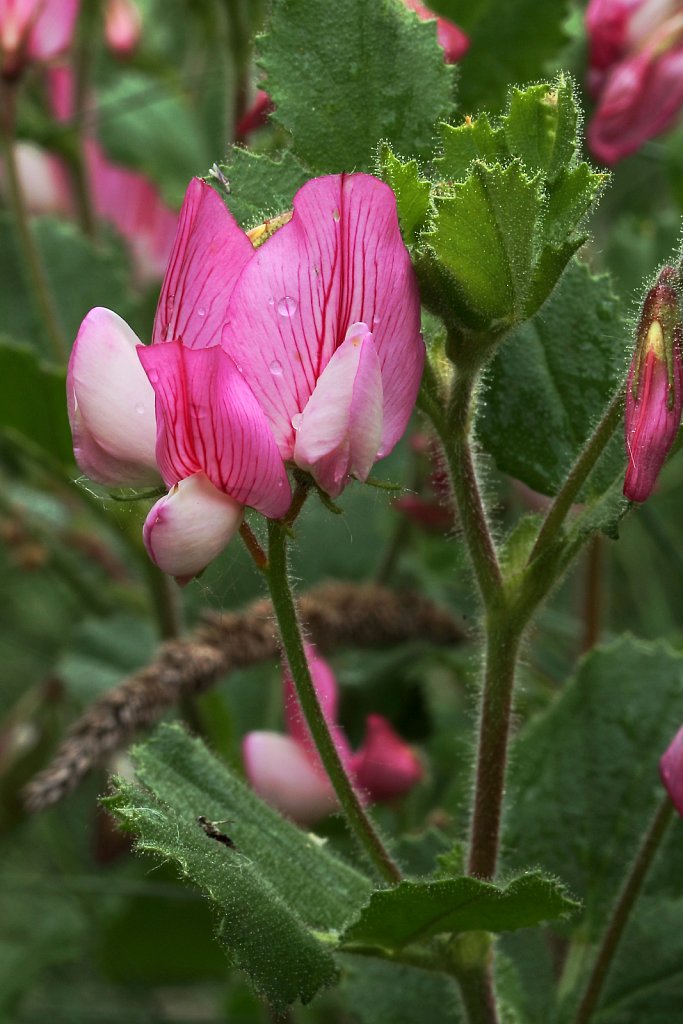 Ononis rotundifolia (Round-leaved Restharrow)