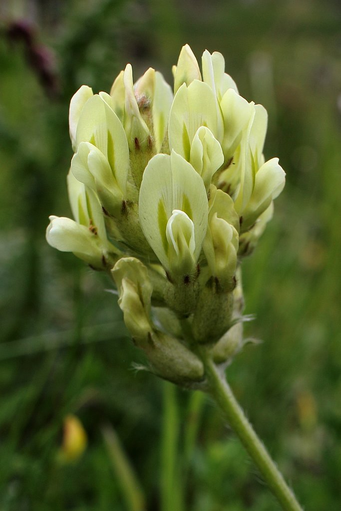 Oxytropis campestris (Yellow Oxytropis)