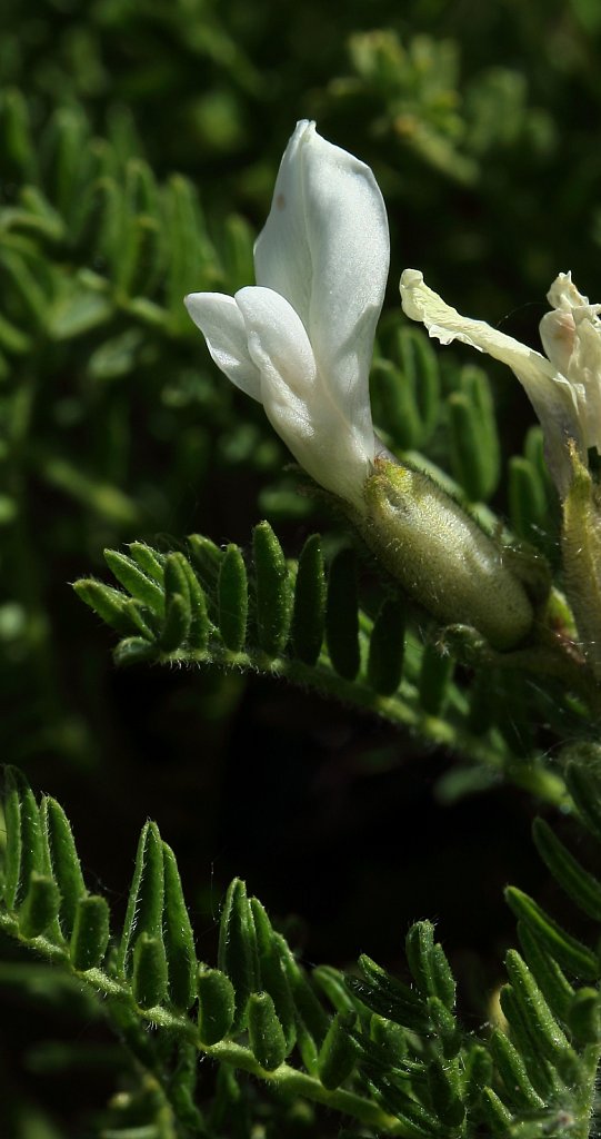 Oxytropis fetida (Stinking Oxytropis)