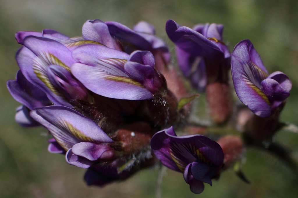 Oxytropis halleri ssp velutina (Haller's Oxytropis)