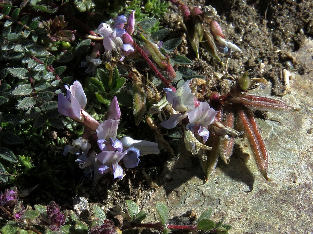 Oxytropis helvetica (Swiss Oxytropis)