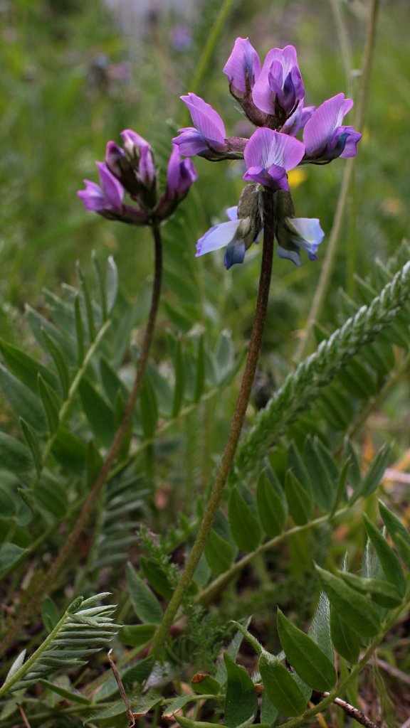 Oxytropis lapponica (Subarctic Oxytropis)