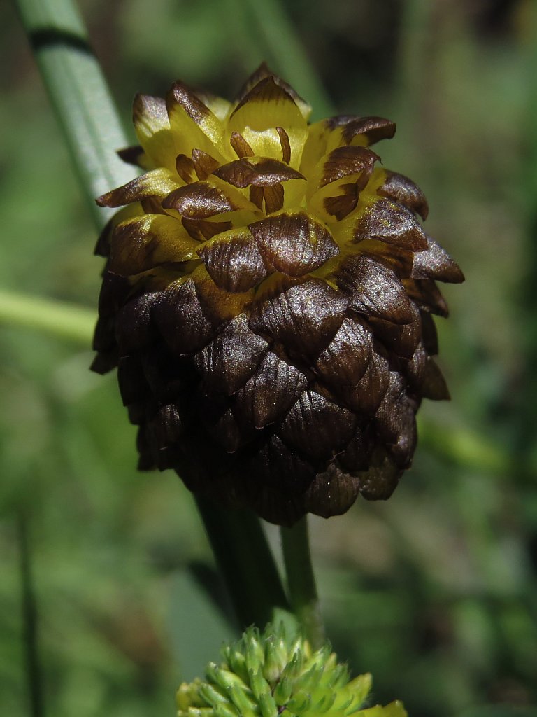 Trifolium badium (Brown Clover)