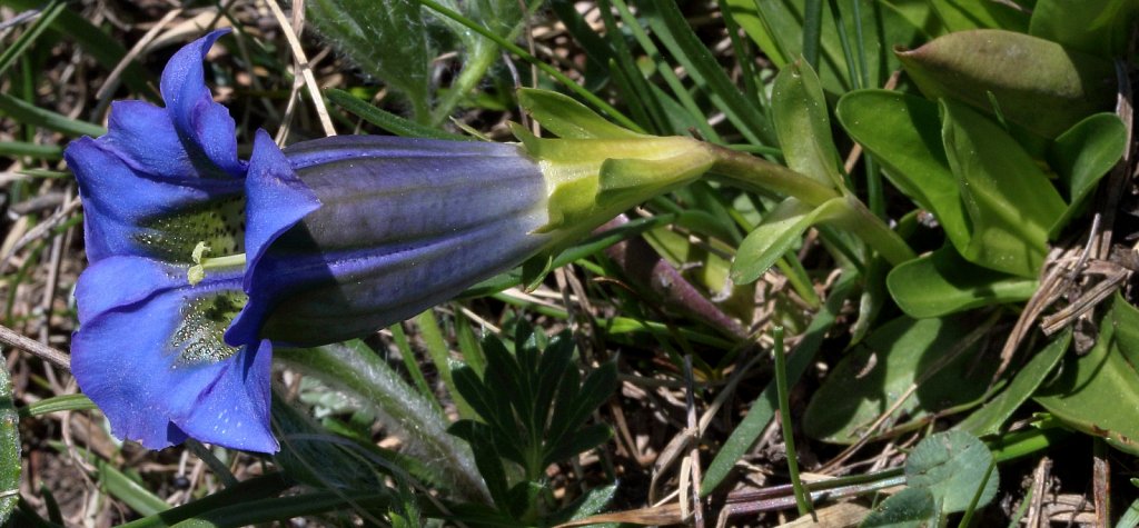 Gentiana acaulis (Koch's Gentian)