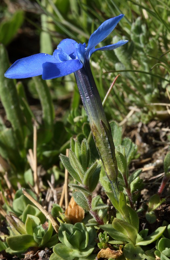 Gentiana brachyphylla (Short-leaved Gentian)