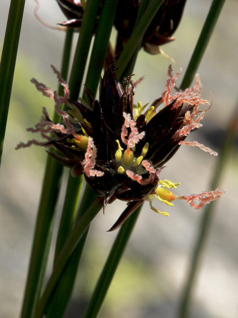 Juncus jacquinii (Jacquin's Rush)