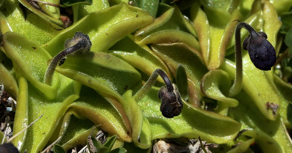Pinguicula leptoceras (Hairy-spurred Butterwort)