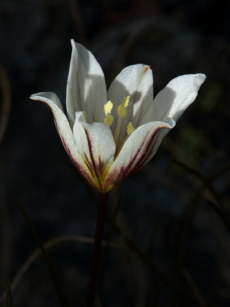 Lloydia serotina (Snowdon Lily)