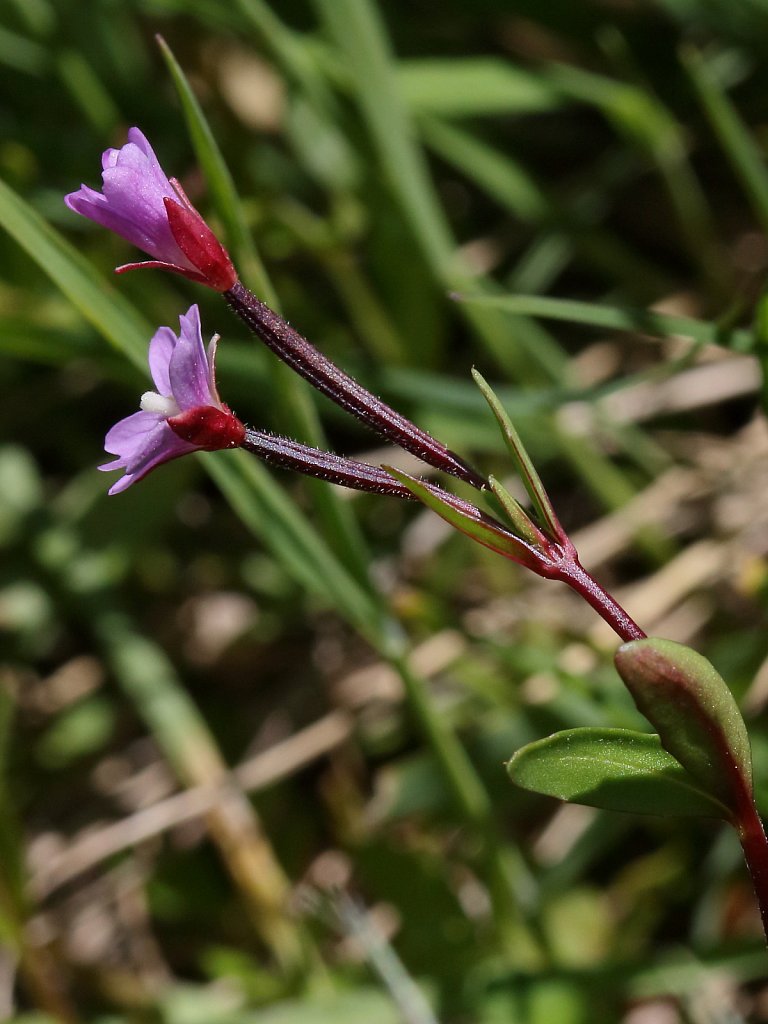 Epilobium anagallidifolium (Pimpernel-leaved Willowherb)